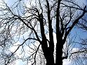 El Arbol